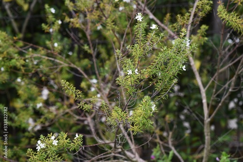 Westringia fruticosa (Coast rosemary) / Lamiaceae evergreen shrub.