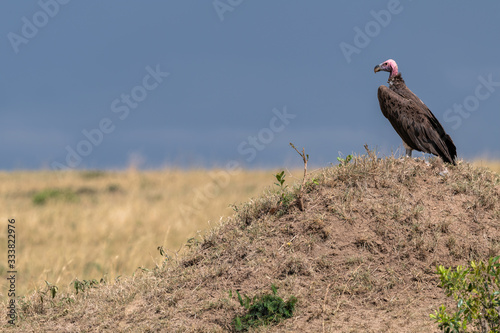 Lappet-Faced Vulture sitting on a mound against a stormy sky. Image taken in the Maasai Mara National Reserve, Kenya. photo