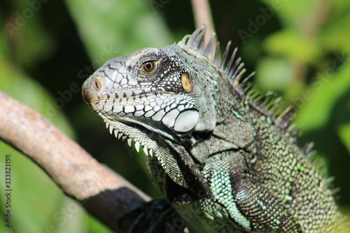 Close-up of a green iguana  Iguana iguana  on top of a tree at the margins of the Rio Negro.