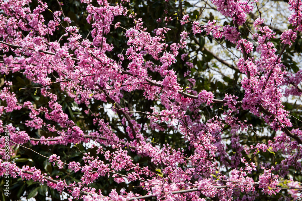 Eastern Redbud Tree in Bloom