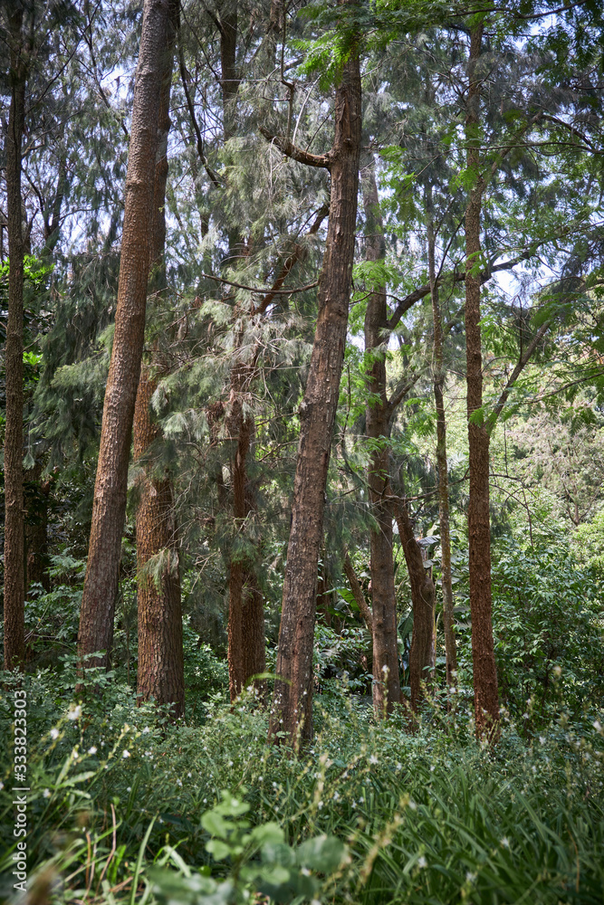 Fototapeta premium Caucasian men walking and exploring a trek trail in a forest