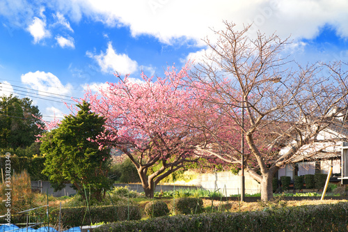 河津正月桜