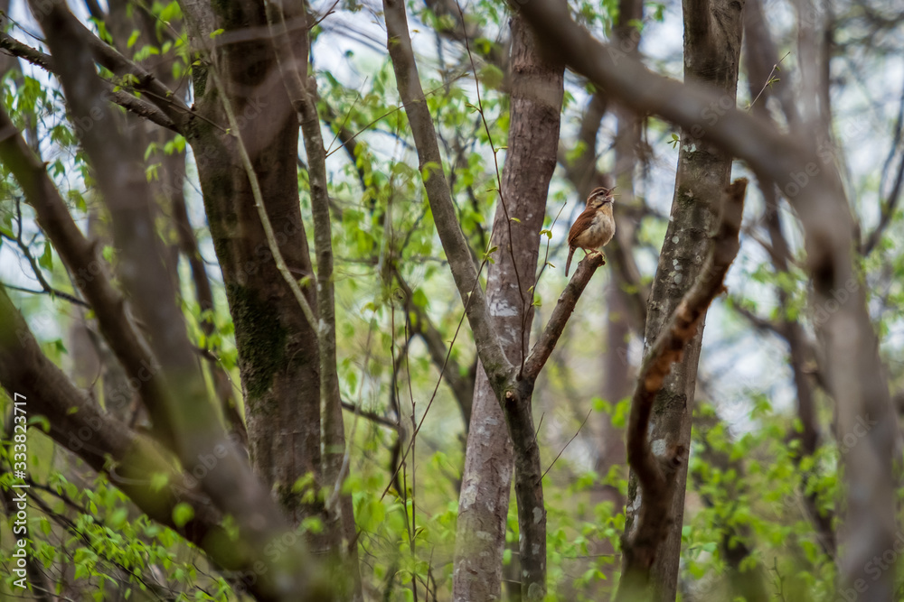 A Carolina wren sings a beautiful melody in the forest at Yates Mill County Park. Raleigh, North Carolina. A Carolina wren sings a beautiful melody in the forest at Yates Mill County Park. Raleigh, North Carolina.
