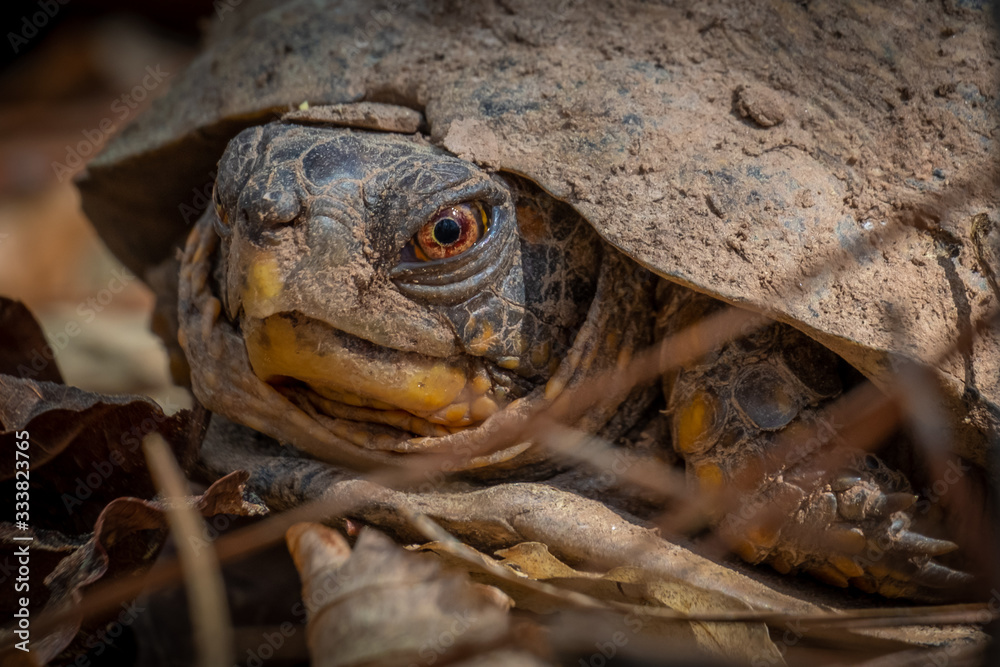 Close up of an Eastern Box Turtle in the woods at Crowder Park in Apex, North Carolina. Close up of an Eastern Box Turtle in the woods at Crowder Park in Apex, North Carolina.