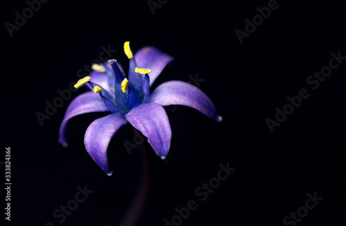purple flower macro on black background
