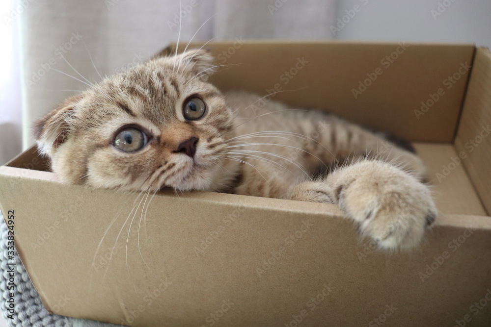 Naklejka Brązowy, leniwy, uroczy, inteligentny CAT w codziennej rutynie, zestaw koncepcyjny dla miłośnika kotów
