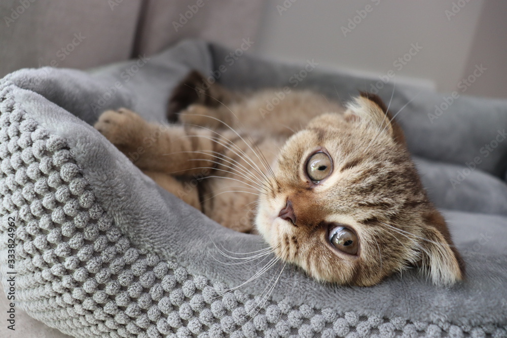Brown, lazy, cute, smart CAT in routine everyday, Concept set for cat lover Brown, lazy, cute, smart CAT in routine everyday, Concept set for cat lover