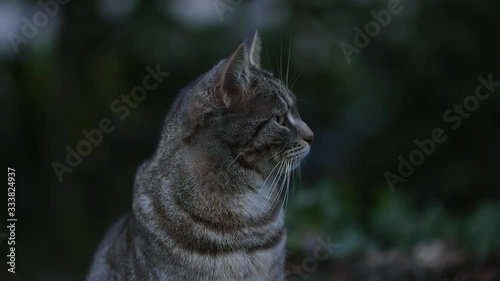 CLOSE UP GRAY CAT LOOKS AROUND IN THE GARDEN SLOW MOTION
