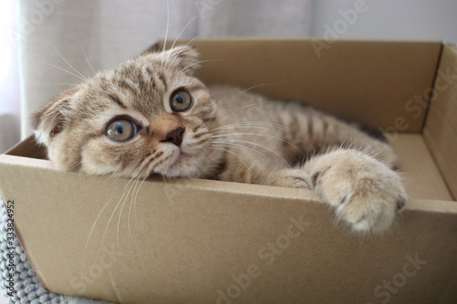 Fototapeta Naklejka Na Ścianę i Meble -  Brown, lazy, cute, smart CAT in routine everyday, Concept set for cat lover