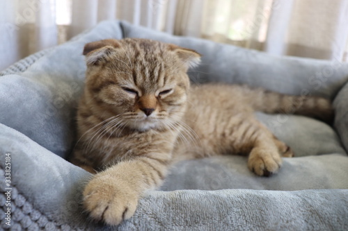 Fototapeta Naklejka Na Ścianę i Meble -  Brown, lazy, cute, smart CAT in routine everyday, Concept set for cat lover