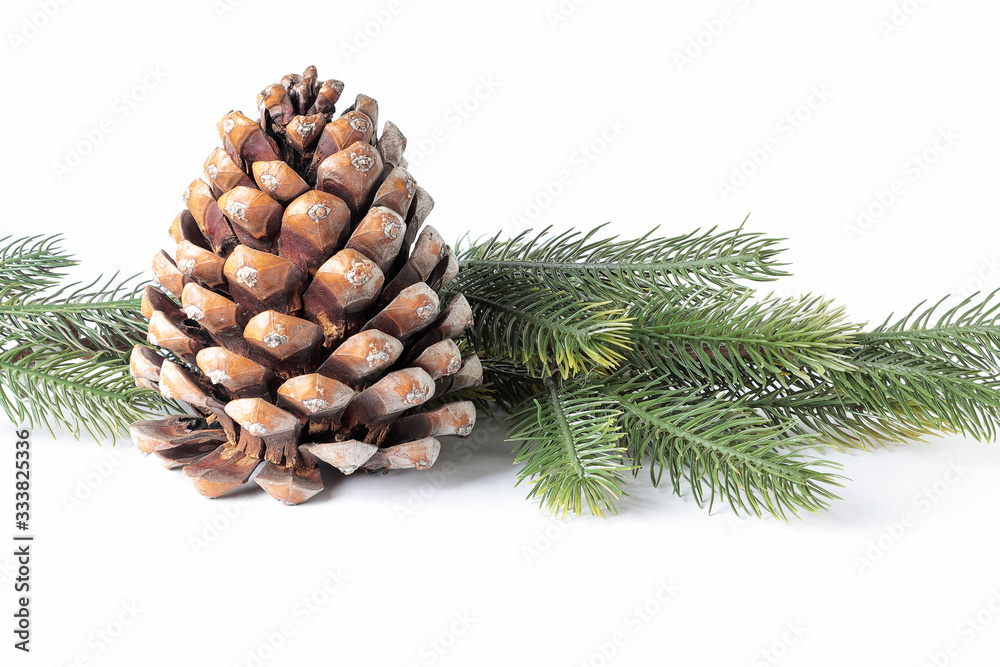pinecone with pine branches isolted on white background pinecone with pine branches isolted on white background