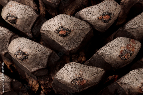 macro photography of the prickles of a pinecone photo