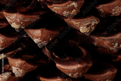  macro photography of the prickles of a pinecone photo