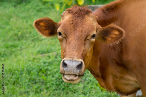 Cow eating grass with a green background