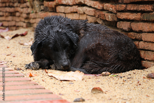 Sleeping dog on the ground, Wet dog in front of brick wall, poor dog
