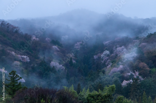 霧と桜 © SUGICK
