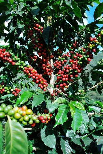 Colombian coffee process with beautiful landscapes photo