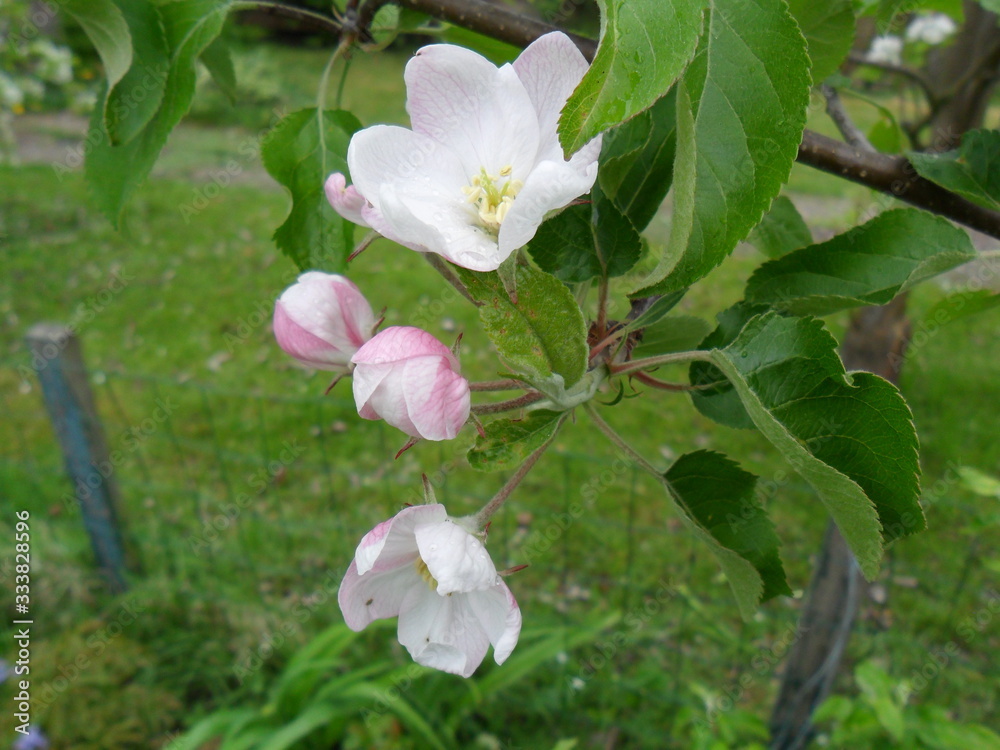 Fototapeta premium Apple blossom