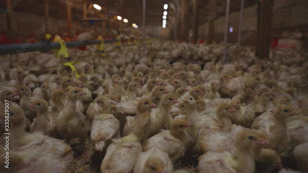 Jib down to small young turkeys on indoor farm inside big barn. Many young poults near automatic feed dispensers. Jib down to small young turkeys on indoor farm inside big barn. Many young poults near automatic feed dispensers.