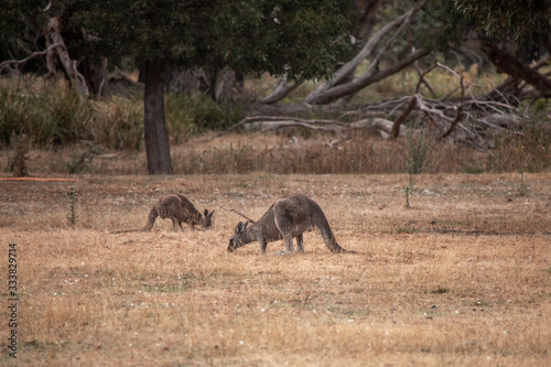Kängurus fressen Gras © Victoria