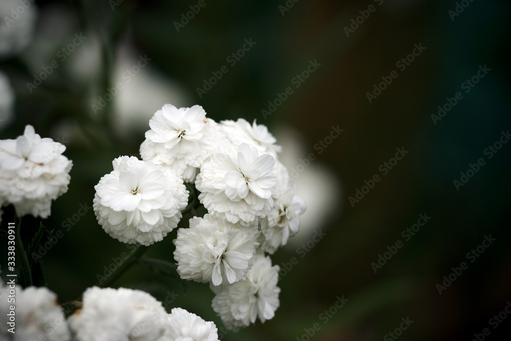 Achillea ptarmica. Perennial white flowers bloom in the garden all summer. Achillea ptarmica. Perennial white flowers bloom in the garden all summer.