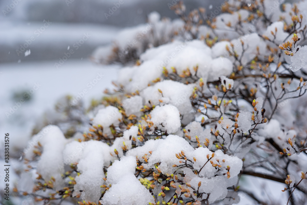 桜と雪