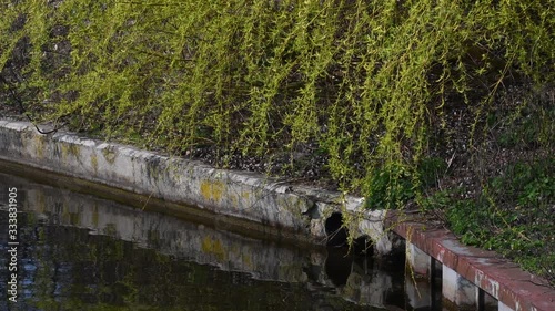 Spring from Wröhmännerpark on the Havel River in Berlin Spandau (is the oldest park in Berlin Spandau and was built between 1913 and 1914 under the name Wröhmännerplatz) of March 28, 2020, Germany photo