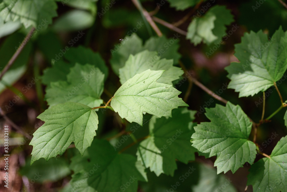 Green leaves of growing tree blossomed in the garden. Green leaves of growing tree blossomed in the garden.