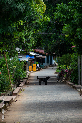 Dog in Old Town Luang prabang laos asia