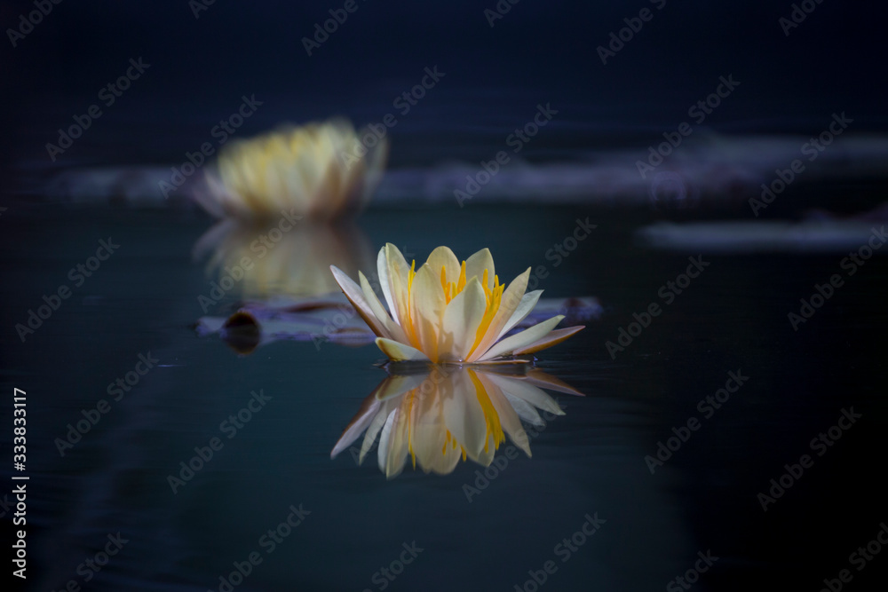 variety of Lotus in the pond