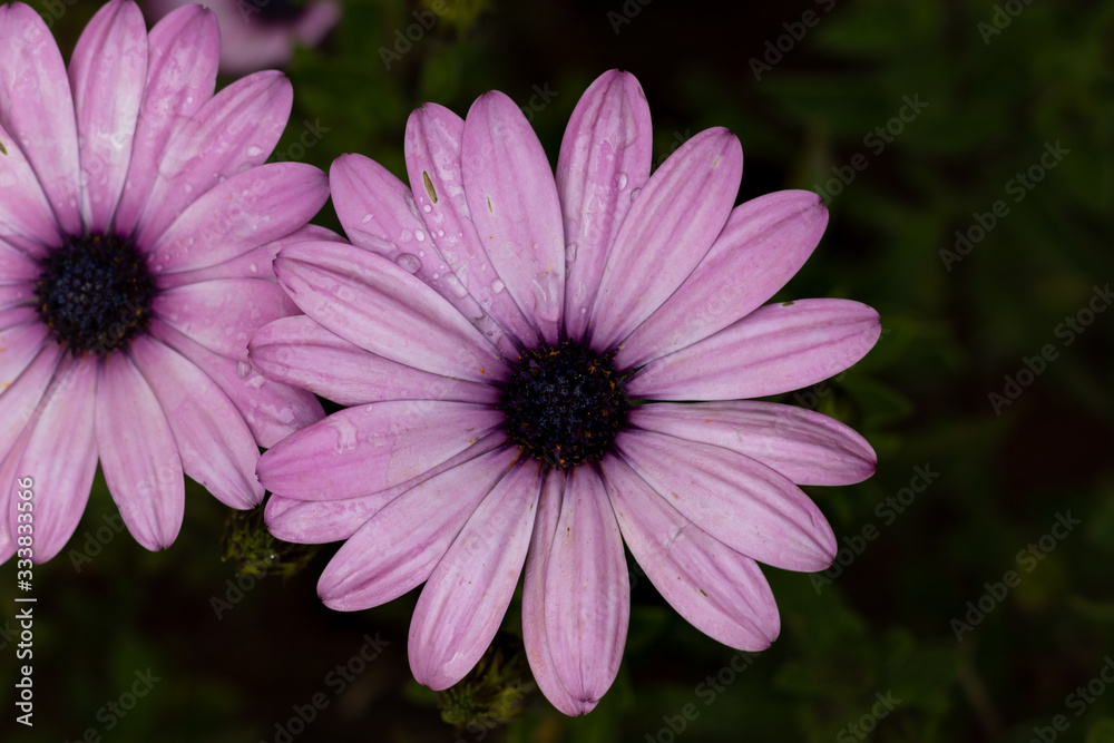 Close-up of pink gerbera flower with wet petals Blurred background Close-up of pink gerbera flower with wet petals Blurred background