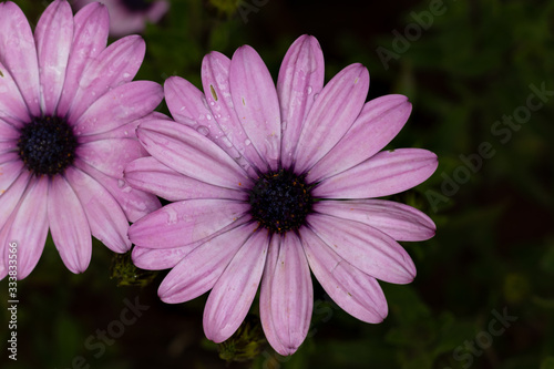 Close-up of pink gerbera flower with wet petals Blurred background