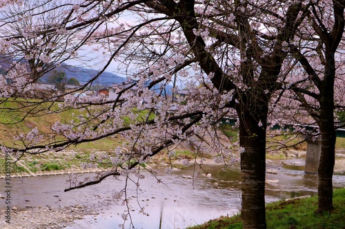 春 さくら 川 道 橋 杤木 風景