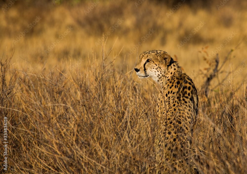 Naklejka premium Cheetah looking for prey