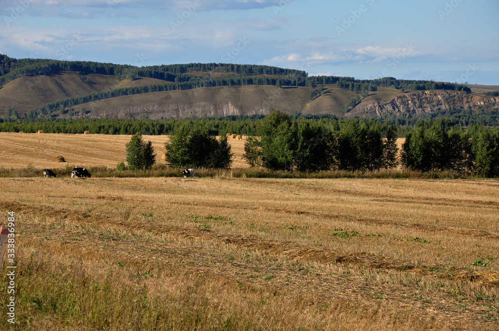 Yellow field with mountains and forest far away and blue sky. Cultivated area with trees. Agriculture