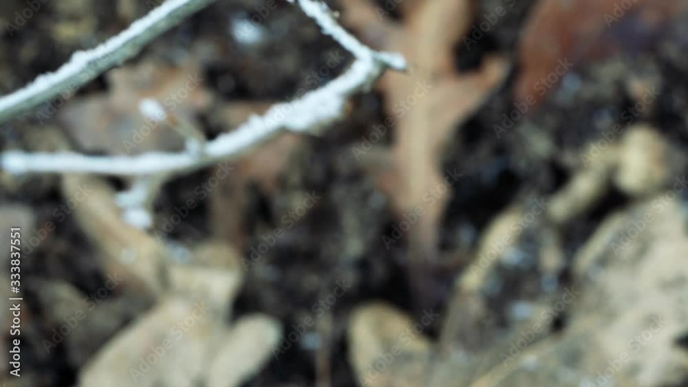Slowmotion camera movements shows perfect change of focus from brownish soil to frozen tree branches. Macro closeup shot with the Sony a7iii. Slowmotion camera movements shows perfect change of focus from brownish soil to frozen tree branches. Macro closeup shot with the Sony a7iii.