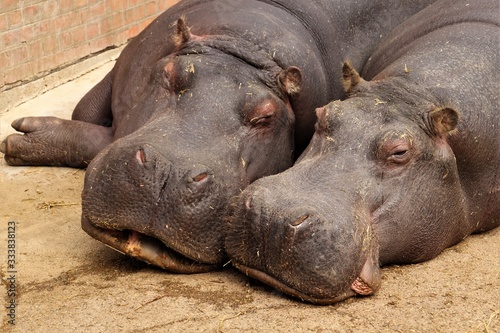 Two hippos lie on the ground.
