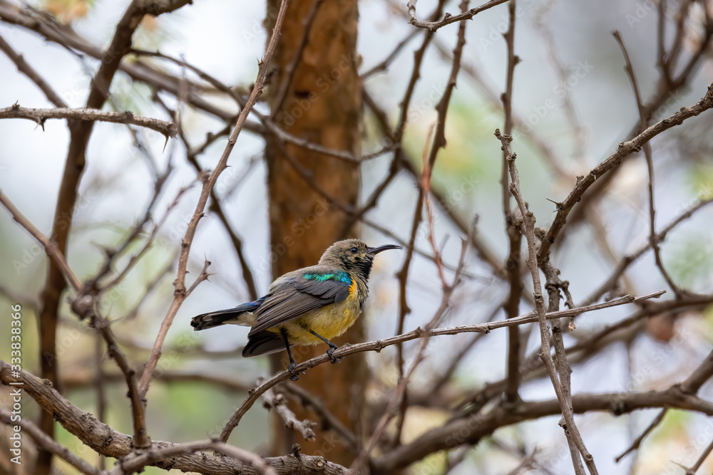 bird variable sunbird or yellow-bellied sunbird, Cinnyris venustus (formerly Nectarinia venusta), is a sunbird. Wondo Genet, Ethiopia Africa safari wildlife