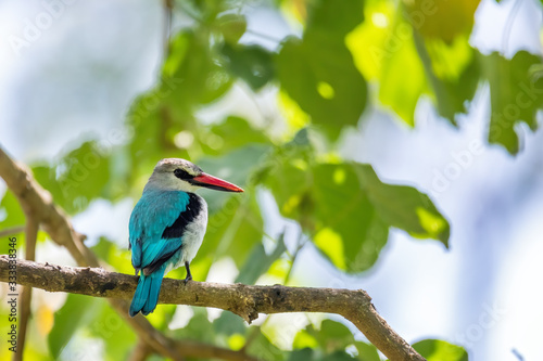 Photography Woodland kingfisher perching on branch, Halcyon senegalensis, Wondo Genet, Ethio
