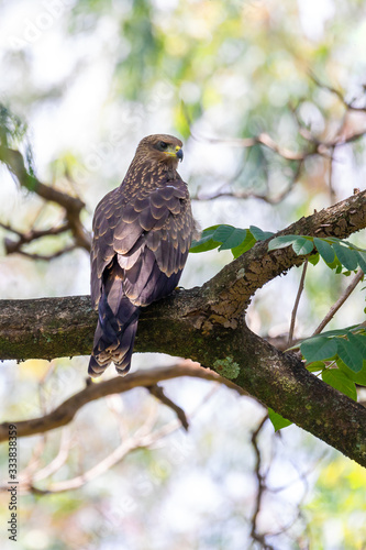 bird of prey Black kite sittings on tree branch, Milvus migrans, Wondo genet Ethiopia, Africa safari wildlife