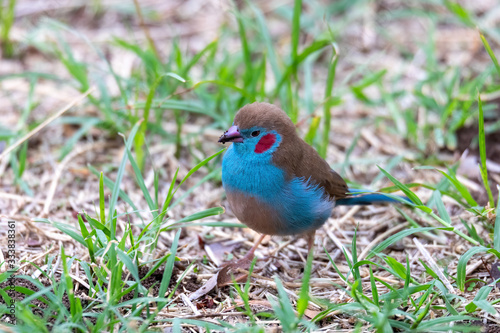 bird red-cheeked cordon-bleu,(Uraeginthus bengalus) small passerine bird in the family Estrildidae. Gondar, Ethiopia Africa safari wildlife