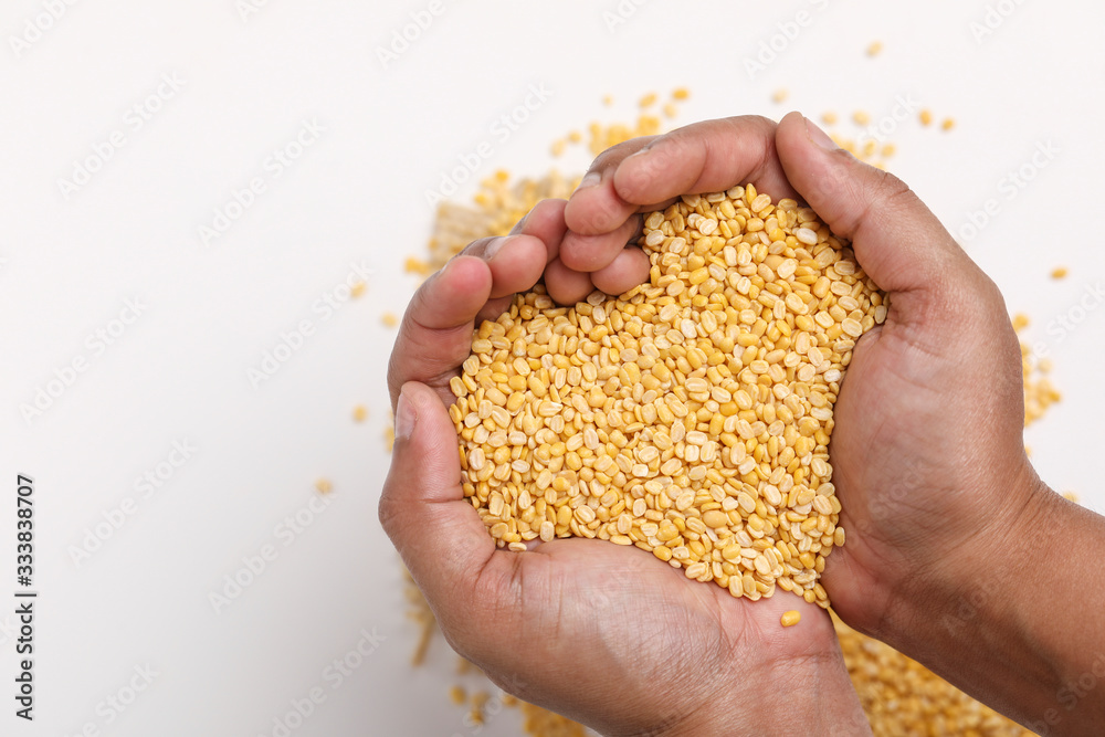 yellow moong mung dal lentil pulse bean in hand on white background yellow moong mung dal lentil pulse bean in hand on white background