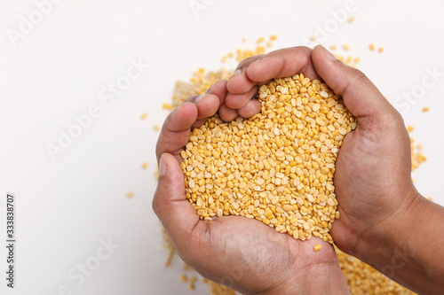 yellow moong mung dal lentil pulse bean in hand on white background photo