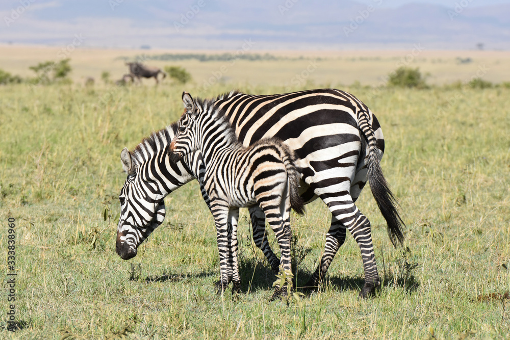 Naklejka premium Baby zebra in Maasai Mara, Kenya