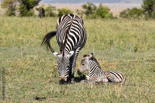 Baby zebra in Maasai Mara  Kenya