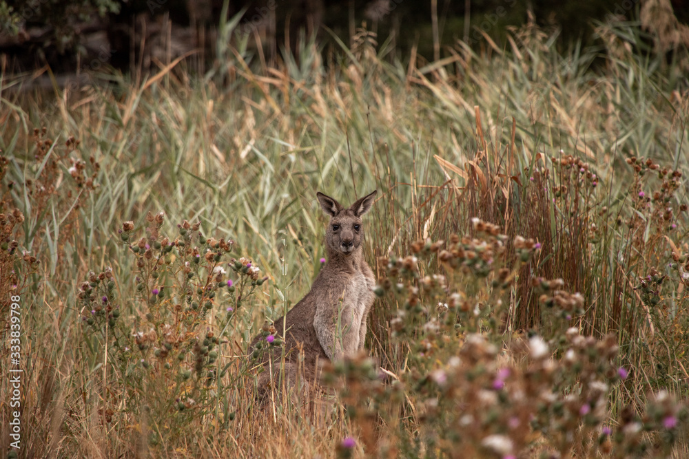Fototapeta premium Känguru vor hohem Gras