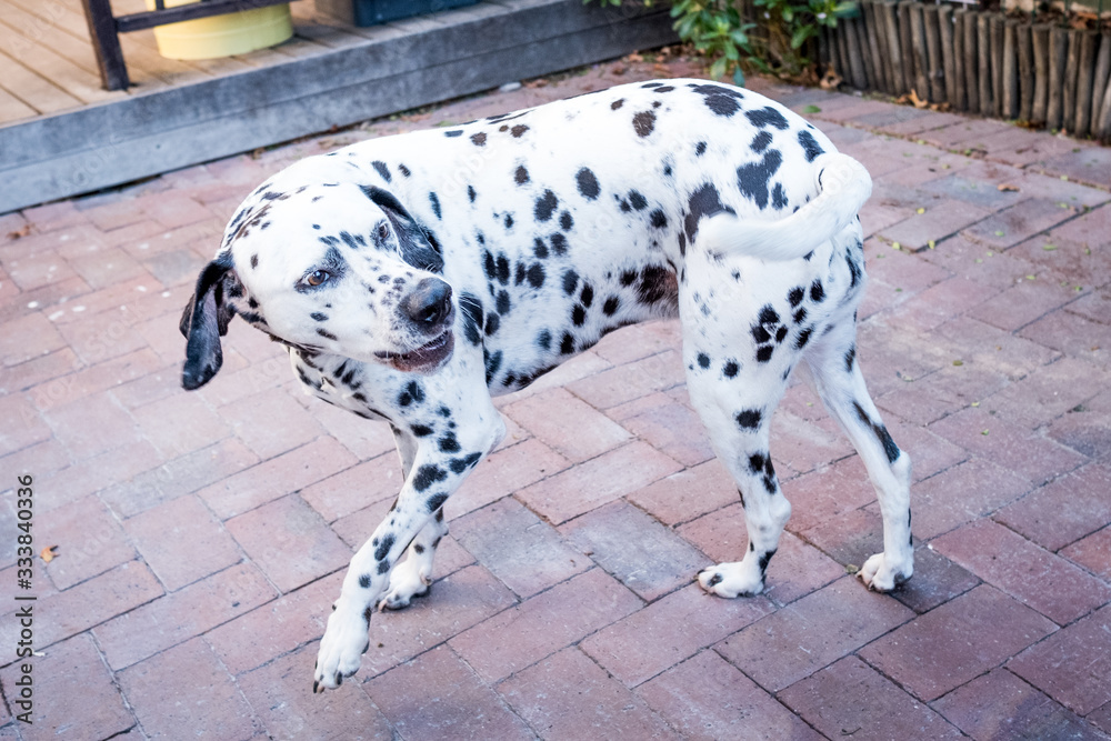 dalmatian dog playing on a driveway