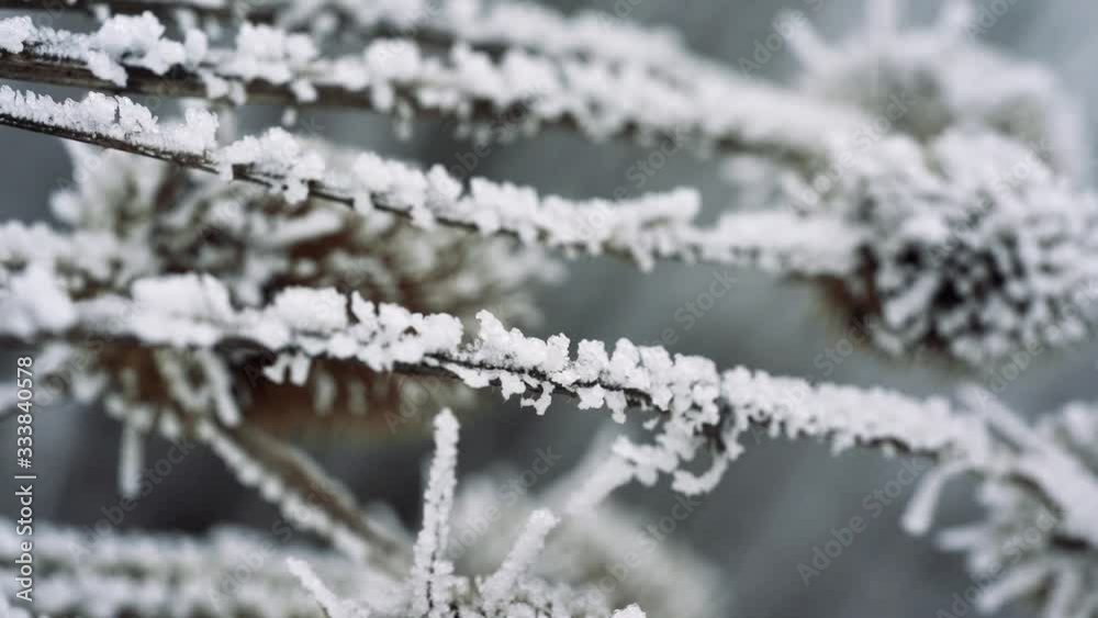 Slowmotion shot showing frozen plant moving in the wind. Moving shot with the Sony a7iii Slowmotion shot showing frozen plant moving in the wind. Moving shot with the Sony a7iii