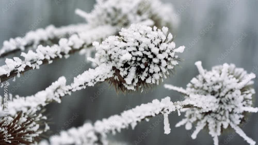 Slowmotion shot showing frozen plant moving in the wind. Moving shot with the Sony a7iii Slowmotion shot showing frozen plant moving in the wind. Moving shot with the Sony a7iii