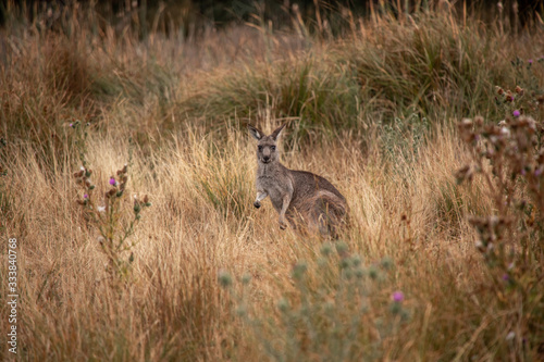 Fototapeta Naklejka Na Ścianę i Meble -  Känguru sitzt im Gras